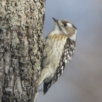 Japanese Pygmy Woodpecker